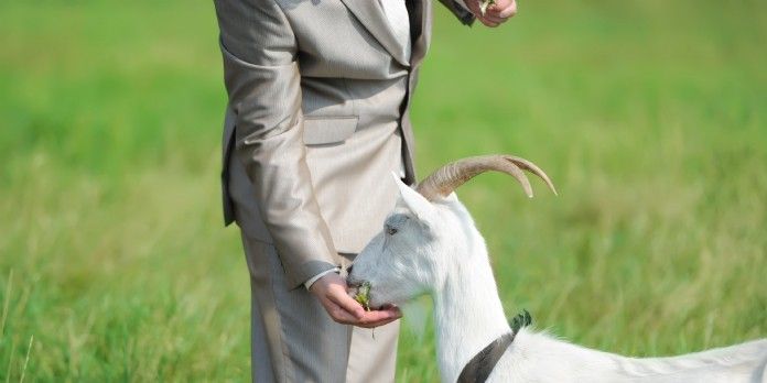 16 mai 2016: Charles-François dit 'au revoir' à ses chèvres.