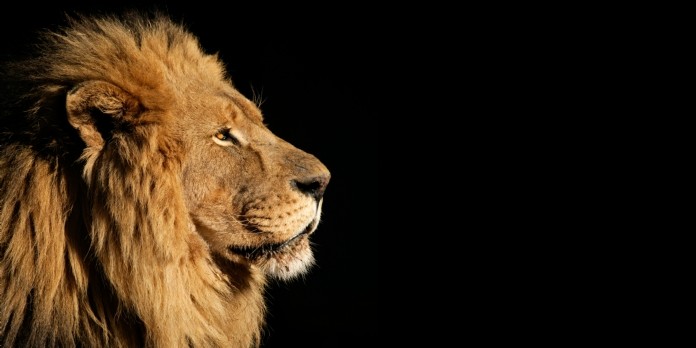 Management : êtes-vous plutôt gorille ou lion ?